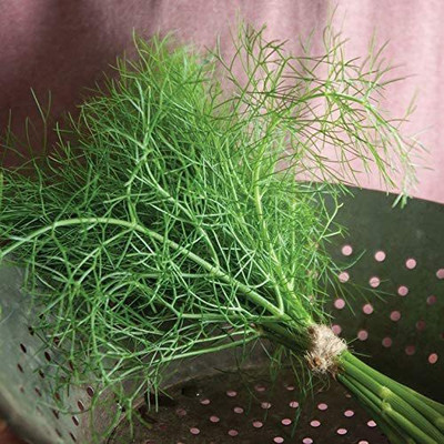 VibeX HUA-82 - Fennel Grosfruchtiger - (750 Seeds) Seed(750 per packet)