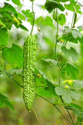 DRoz bitter gourd,karela seeds Seed(30 per packet)