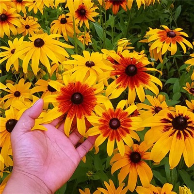 CYBEXIS GUA-83 - Chrysanthemum yellow Rare Exotic Flower - (270 Seeds) Seed(270 per packet)