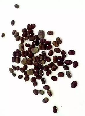 jkfarm Aparajita, Asian Pigeonwings, Nilkantha Seed(21 per packet)