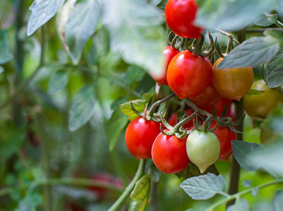 DERA tomato Seed(90 per packet)