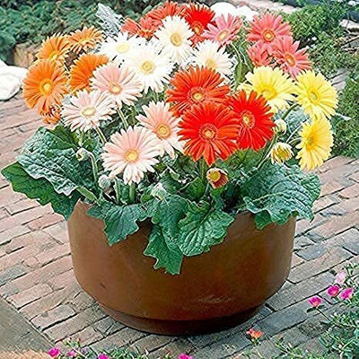 SeedSutra ™️ Aster Hybrid Double Mixed Flower Seed(5 per packet)