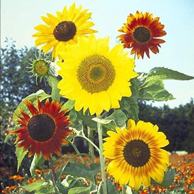 VibeX ® RXI-378 Sunflower Tall Single Stem Formula Mix Seed(200 per packet)