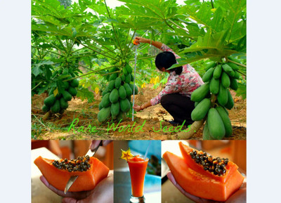 DEYS AGRO ™ taiwan red lady 786 papaya seeds hybrid Seed(80 per packet)