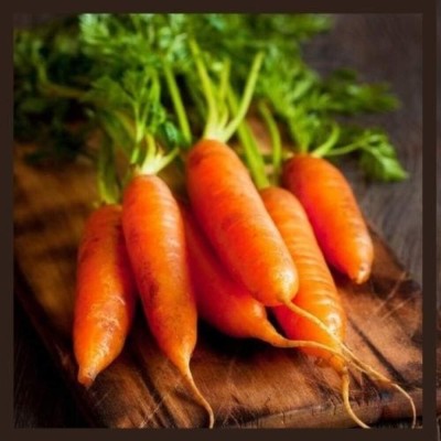 Qualtivate HYB-5A Little Finger Carrot Seeds Seed(300 per packet)