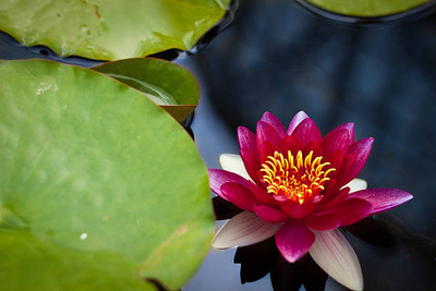 DENWYK lotus,kamal gatta Seed(10 per packet)
