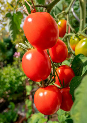 VINSIN tomato Seed(125 per packet)