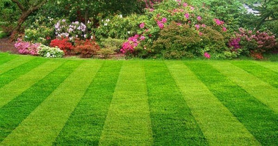 XOLDA Exotic lawngrass Seed(15 per packet)