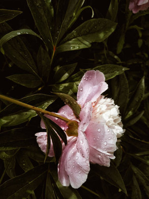 XOLDAA balsam frower Seed(15 per packet)