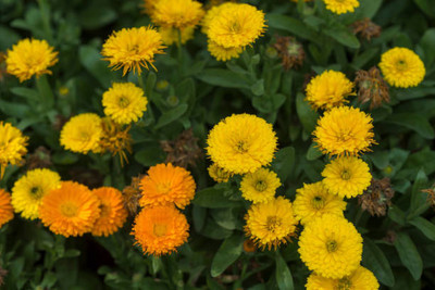 Arshayat marigold/gende ka phool flower seeds Seed(50 per packet)