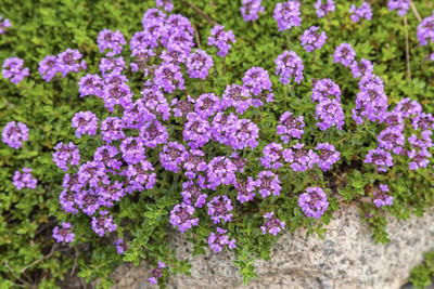Qualtivate GBPUT-204 Creeping Thyme Ground Cover Seeds Seed(200 per packet)