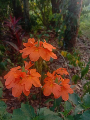 sarvottam creation kanakambaram-firecracker-crossandra Seed(36 per packet)