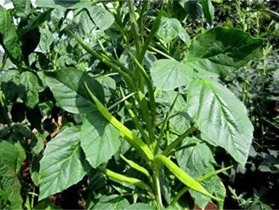 CHILLATAI CLUSTER BEAN Seed(100 per packet)