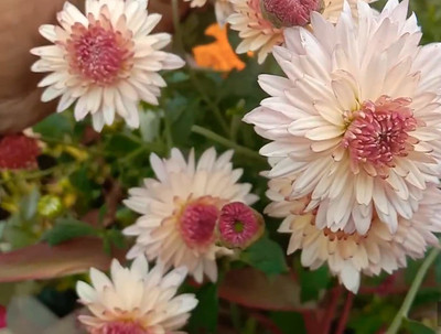 WILLVINE VVI-314 Chrysanthemum / Guldaudi Mix Colors Hybrid Seeds Seed(25 per packet)