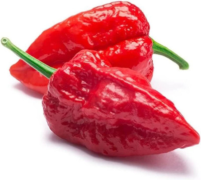 KNESSiN High Yield Bhut Jolokia Pepper Vegetable Seeds for Garden-(1200 Seeds) Seed(1200 per packet)