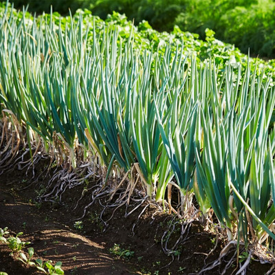 WILLVINE NKR -XIII Green Onion Seeds Scallion [50g] Seed(30000 per packet)