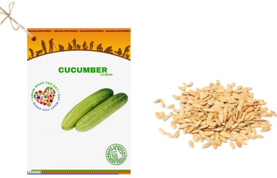 Qualtivate HYB-6A Green Cucumber Hybrid Seeds Seed(300 per packet)