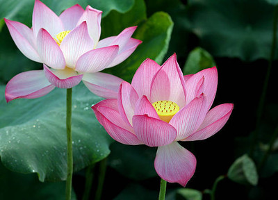 YIUGANTAR lotus,kamal gatta Seed(10 per packet)