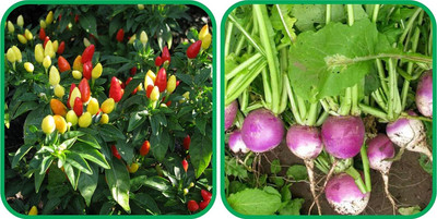 WILLVINE SCI -II Turnip And Ornamental Chilli[25gm, 5000 Seeds] Seed(5000 per packet)