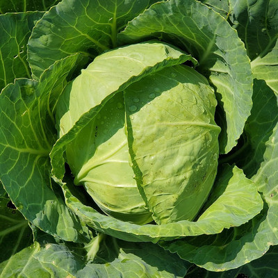 WILLVINE SYN -VI Golden Acre Cabbage Seed [50g] Seed(15000 per packet)