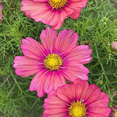 CYBEXIS Cosmos Xsenia Seeds Seed(1 g)