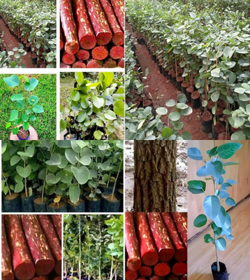 ibains Red chandan seeds for plantation beez 21 Seed(21 per packet)