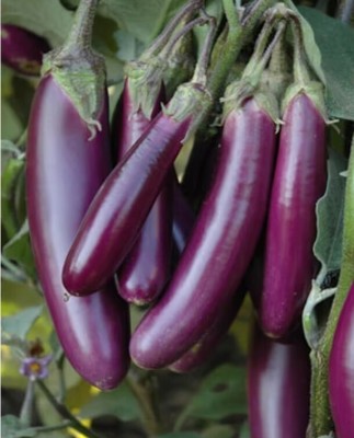 Avysa Vegetable Hybrid Brinjal Seeds for Home Garden Purple Eggplant Baby Eggplant Seed(3500 per packet)