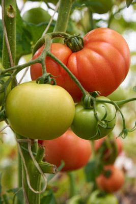 JAGREX tomato Seed(140 per packet)