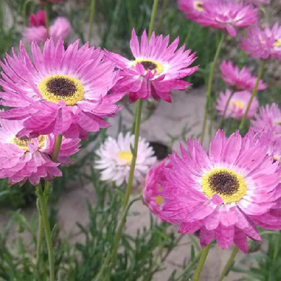 CYBEXIS Immortal chrysanthemum Seeds Seed(25 per packet)