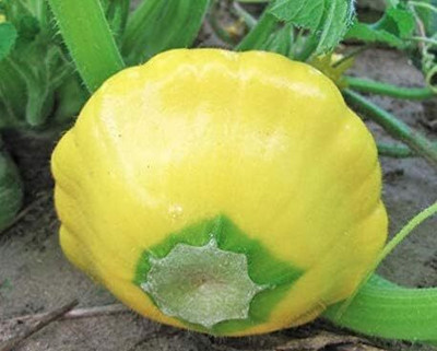 Qualtivate ICRA-5A Yellow Bush Scallop Summer Squash Seed(30 per packet)