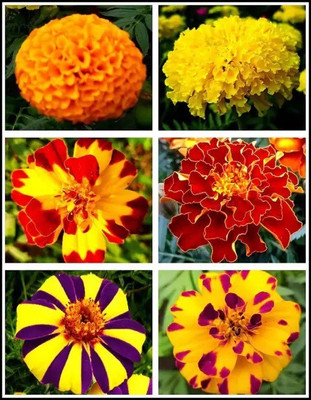 ibains MERIGOID FLOWER SEEDS,WINTER FLOWER SEEDS Seed(80 per packet)