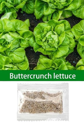 Quentova Buttercrunch Lettuce 2.5gm-KTK-11N Seed(2000 per packet)