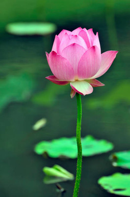 Kavya Craft lotus,kamal gatta Seed(11 per packet)
