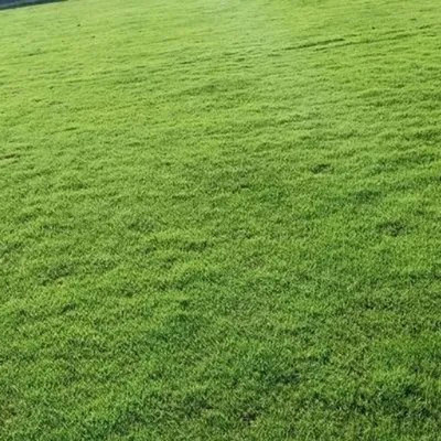 SeeGreen Carpet grass seeds for home garden, lawn grass seeds for home garden Seed Seed(16000 per packet)