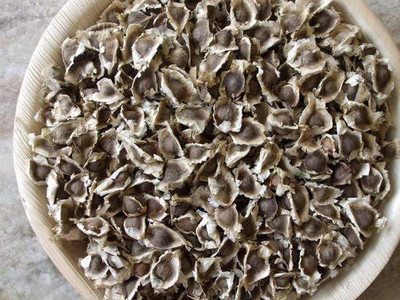 CYBEXIS VVI-4 - PKM1 Variety Moringa Oleifera - (1350 Seeds) Seed(1350 per packet)