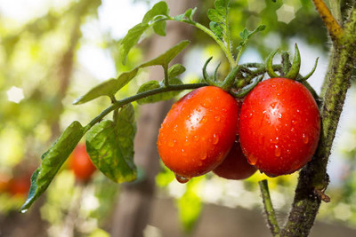 HUEX tomato Seed(105 per packet)