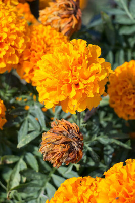 Arlo marigold/gende ka phool flower seeds Seed(50 per packet)