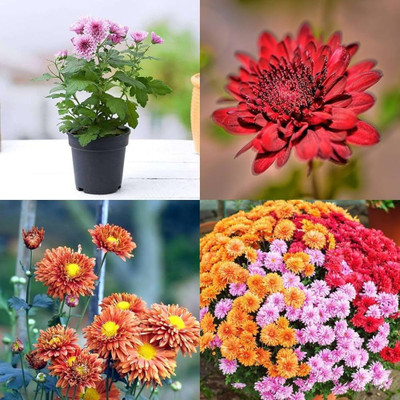 AMAJIT Chandramallika Flower Seeds,Chrysanthemum, Shevanti, Guldawari , Saamandi Seeds Seed(36 per packet)