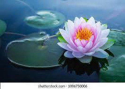 CARIBBEAN LOTUS,KAMALSEEDS Seed(10 per packet)
