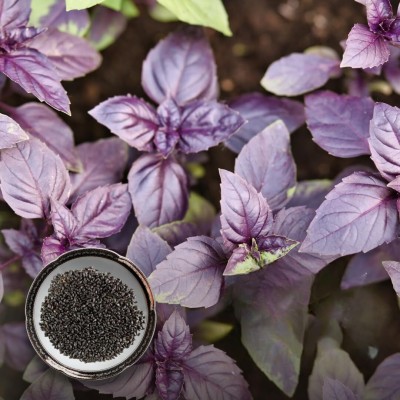 green paradise Basil Seeds Pack Seed(1 per packet)