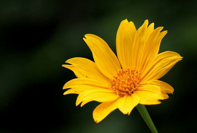 CEZIUS Good Germination Yellow Tithonia rotundifolia 'Torch' Seed(25 per packet)