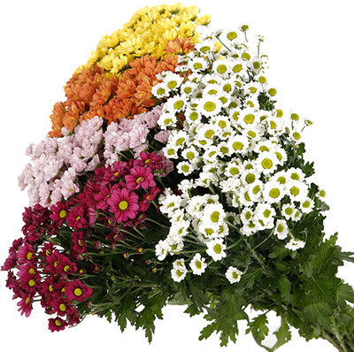 XOLDA Exotic chrysanthemum Seed(18 per packet)