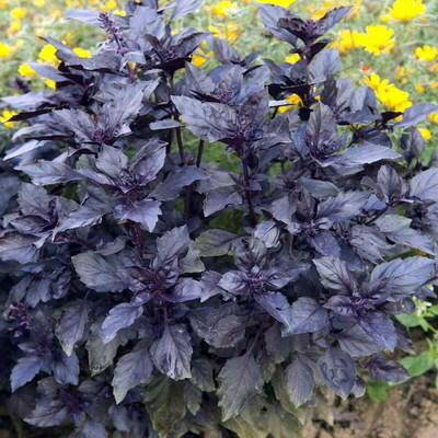 VibeX ® XLR-56 Dark Opal Sweet Basil Seed(1000 per packet)