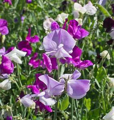 KANAYA Sweet Pea Mixed Color Hybrid Flower Seed(20 per packet)