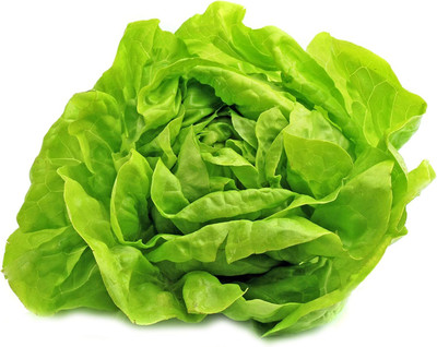 Qualtivate VVI-431 Buttercrunch Lettuce Seeds Seed(200 per packet)