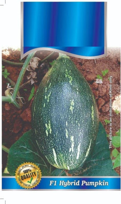 Qualtivate XLR-251 Pumpkin Hybrid seeds Seed(50 per packet)