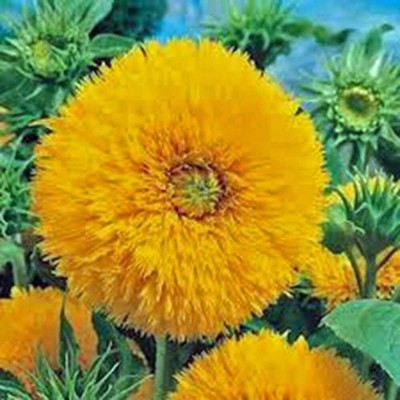 KNESSiN Sunflower, Giant Sungold Large Beautiful Vivid Colorful Blooms Seed(200 per packet)