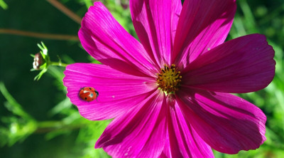 ZIXA Cosmos bipinnatus Seed(30 per packet)