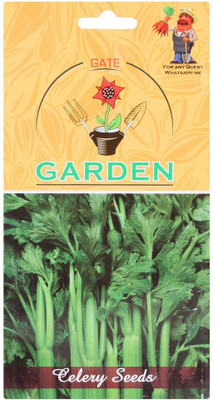 WILLVINE Garden Celery Vegetable Seed-[2000 Seeds] Seed(2000 per packet)