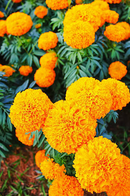 Apni Maati marigold/gende ka phool flower seeds Seed(75 per packet)